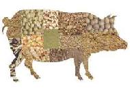 Coir Fiber