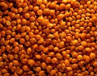 Coir Fiber