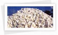Coir Fiber
