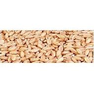 Coir Fiber