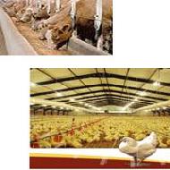 Coir Fiber