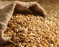 Coir Fiber