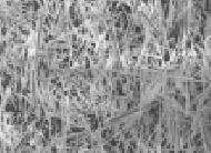 Coir Fiber
