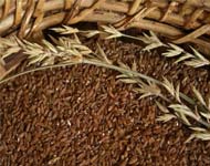 Coir Fiber