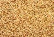 Coir Fiber