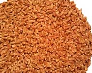 Coir Fiber