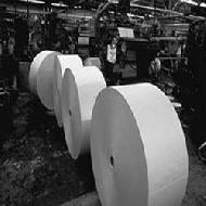 Coir Fiber