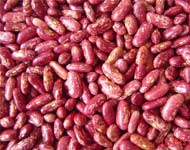 Coir Fiber