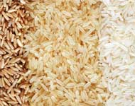 Coir Fiber