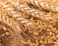 Coir Fiber