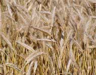 Coir Fiber