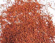 Coir Fiber
