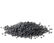 Coir Fiber