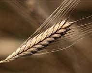 Coir Fiber