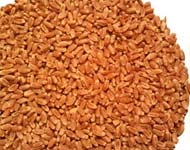 Coir Fiber
