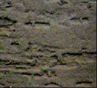 Coir Fiber