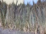 Coir Fiber