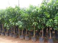 Coir Fiber