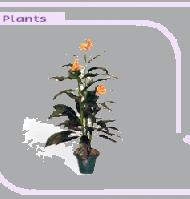 Coir Fiber