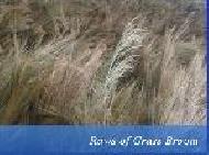 Coir Fiber