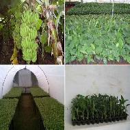 Coir Fiber
