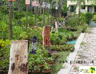 Coir Fiber