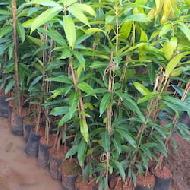 Coir Fiber