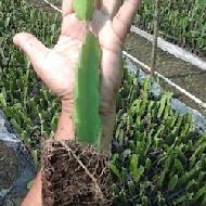 Coir Fiber