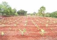 Coir Fiber