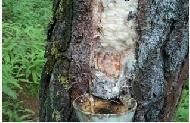 Coir Fiber
