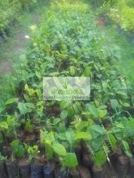 Coir Fiber