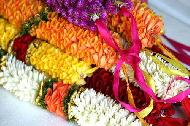 Coir Fiber