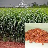 Coir Fiber