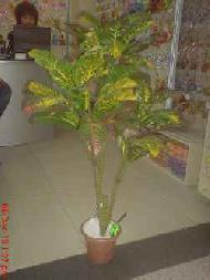Coir Fiber