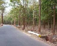 Coir Fiber