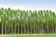 Coir Fiber