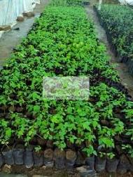 Coir Fiber