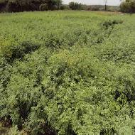 Coir Fiber