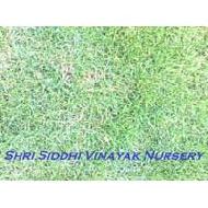 Coir Fiber