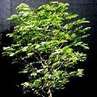 Coir Fiber
