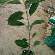 Coir Fiber