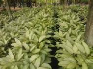 Coir Fiber