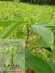 Coir Fiber