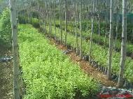 Coir Fiber