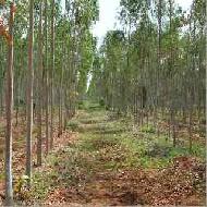 Coir Fiber