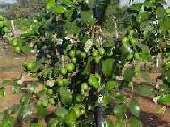 Coir Fiber