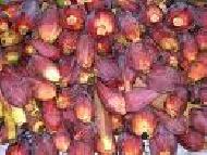 Coir Fiber