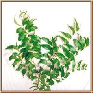 Coir Fiber