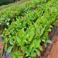 Coir Fiber