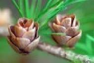Coir Fiber